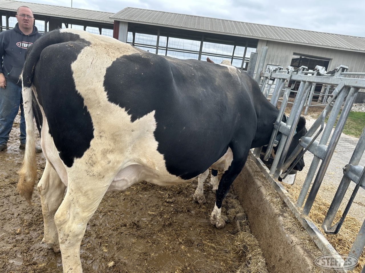 Holstein Cow  850